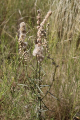 Pterocaulon virgatum