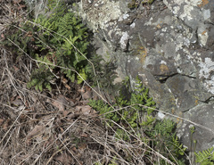 Pentagramma triangularis triangularis