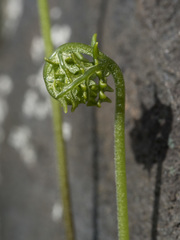 Pentagramma triangularis triangularis