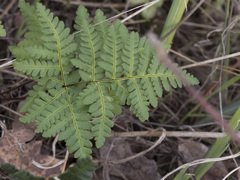 Pentagramma triangularis triangularis