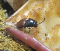 Ampedus