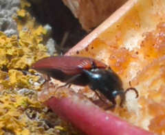 Ampedus
