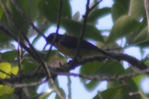 Anthreptes malacensis