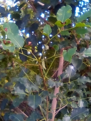 Metopium brownei