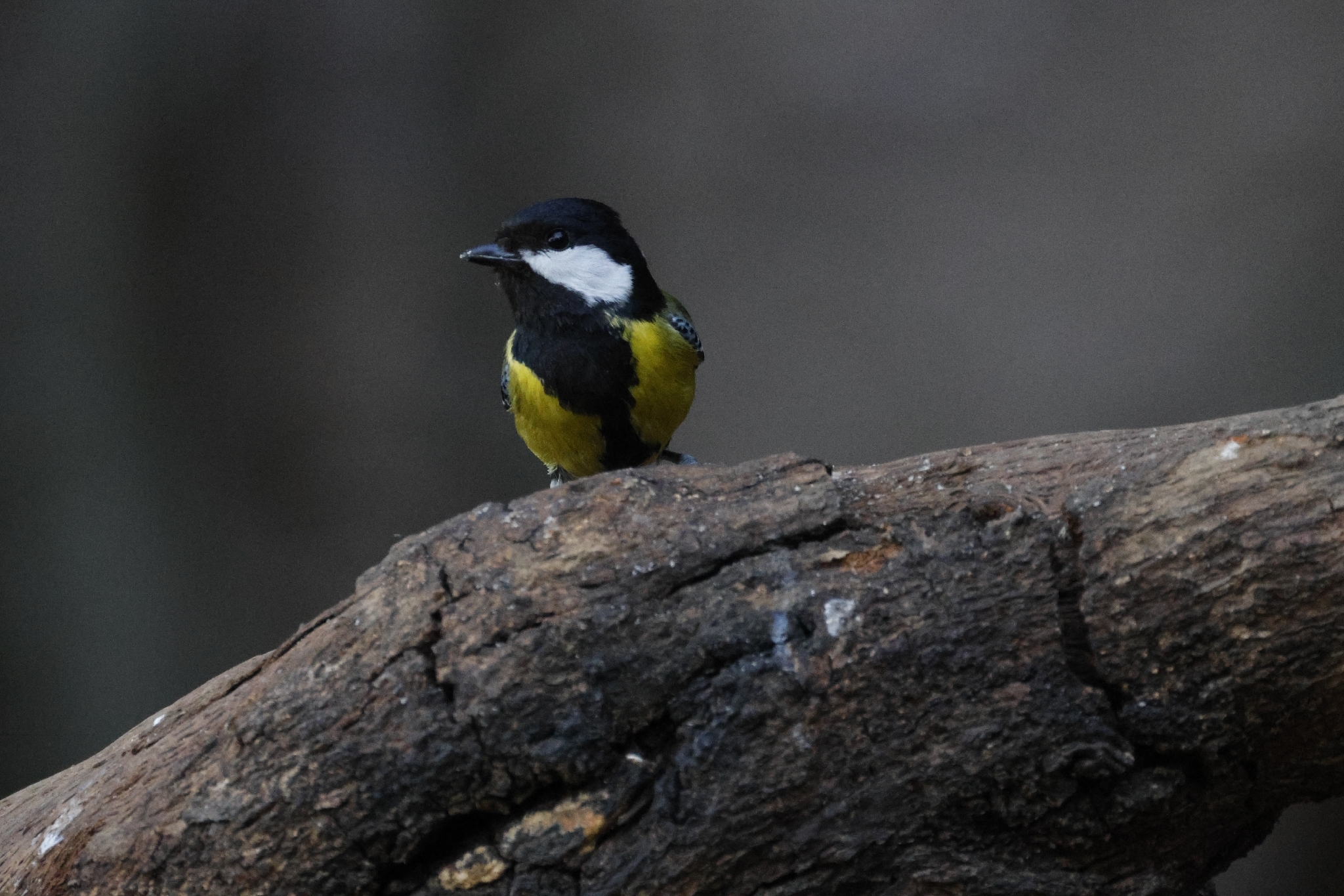 Green-backed Tit (Parus monticolus), photo 3