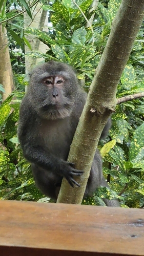 Macaca fascicularis