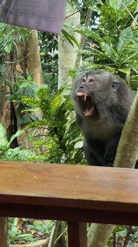 Macaca fascicularis