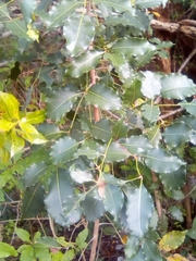 Metopium brownei
