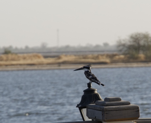 African Pied Kingfisher