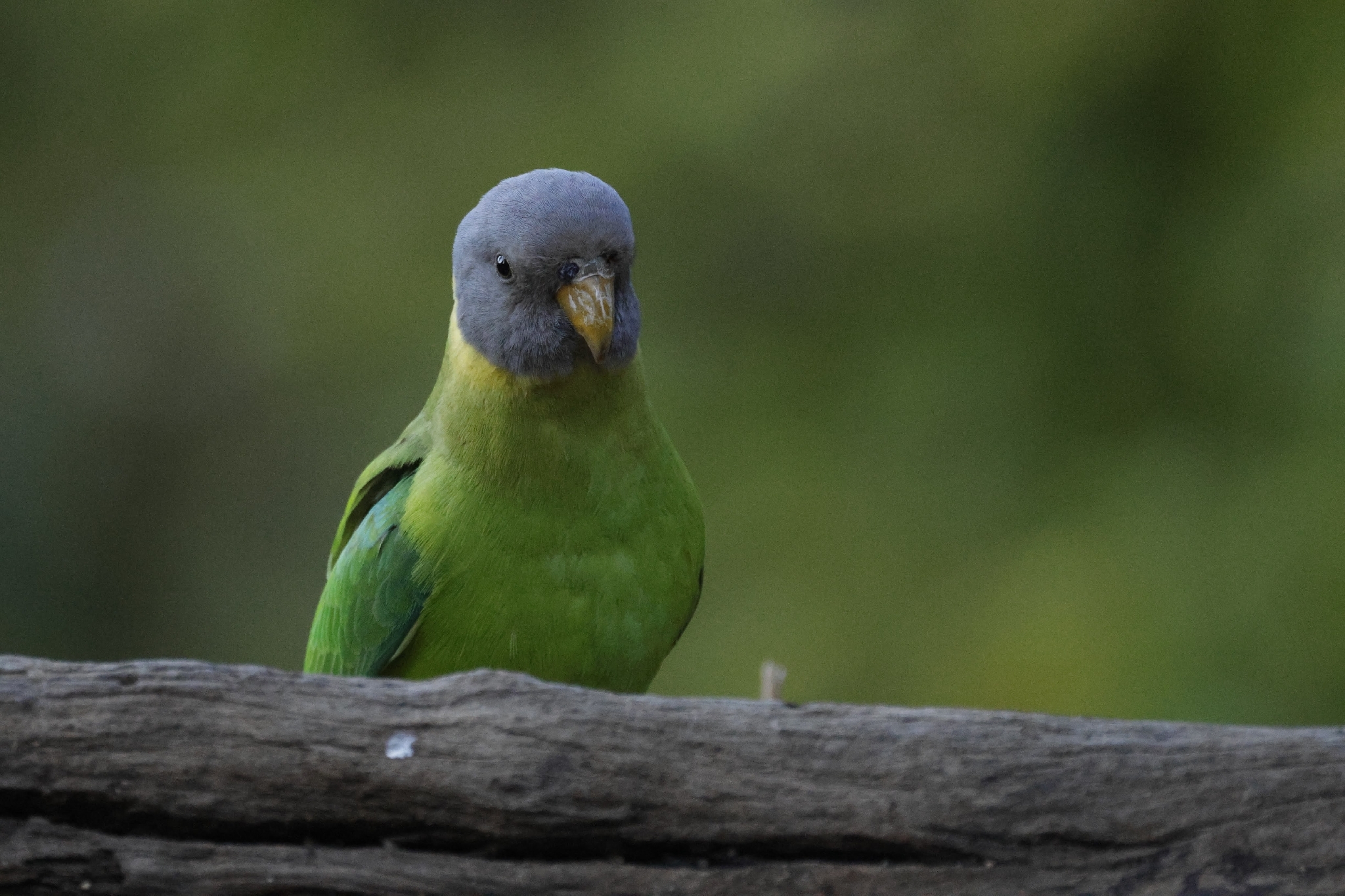 Slaty-headed Parakeet (Psittacula himalayana), photo 5