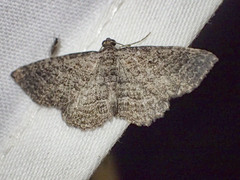 Chrysolarentia squamulata