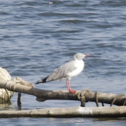 Gray-hooded Gull