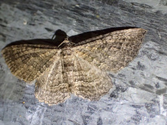 Chrysolarentia squamulata