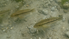 Centropristis striata