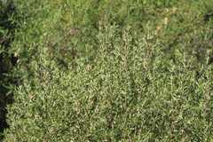 Baccharis dracunculifolia