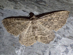 Chrysolarentia squamulata