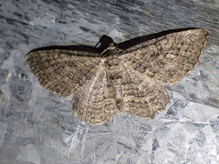 Chrysolarentia squamulata