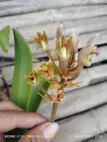 Dendrolirium lasiopetalum