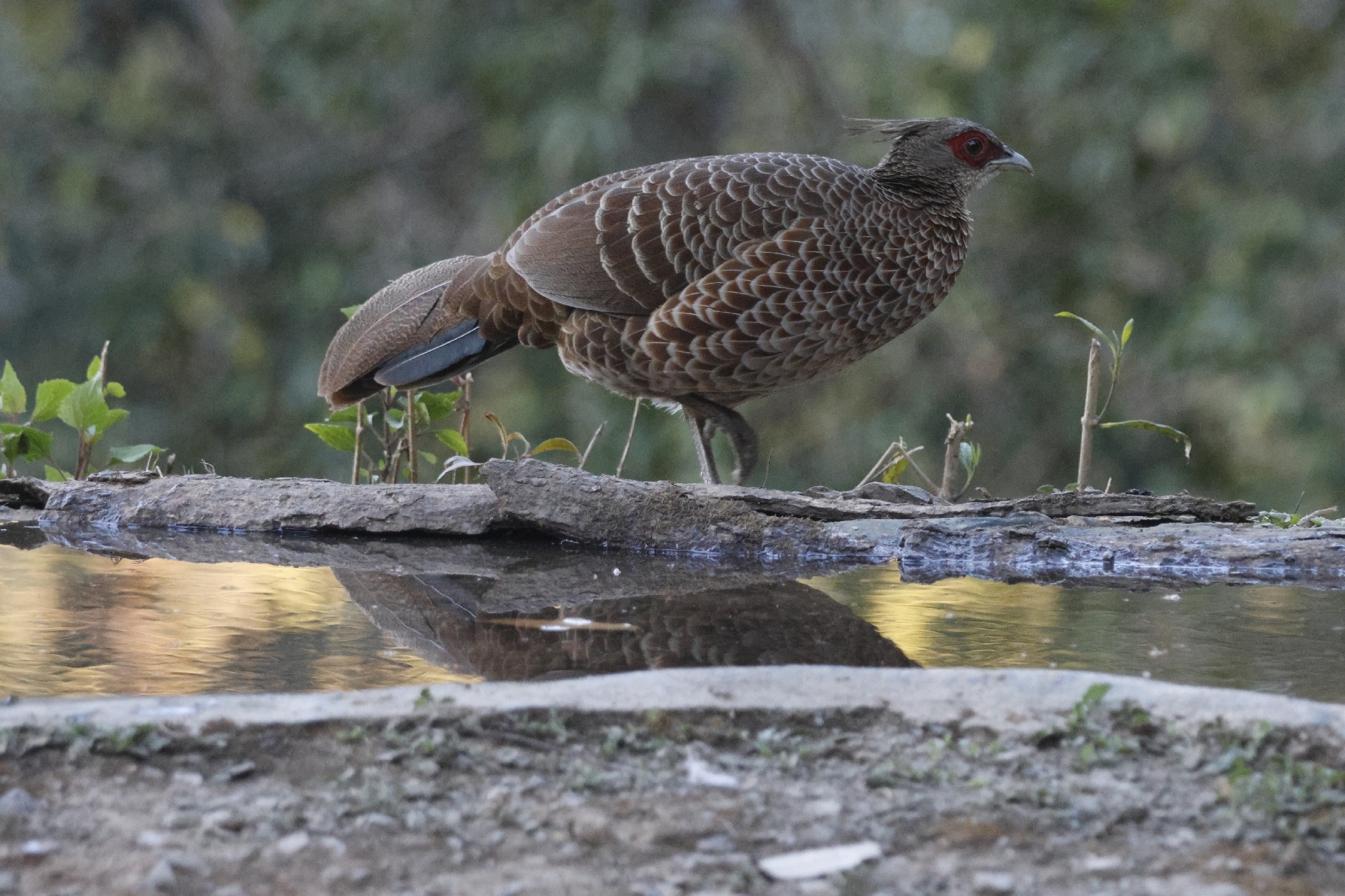 Kalij Pheasant (Lophura leucomelanos), photo 1