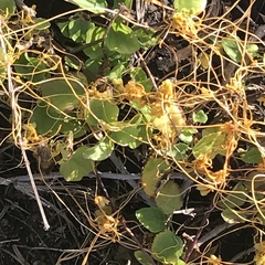 Cuscuta sandwichiana