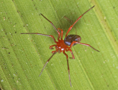 Dimidamus dimidiatus