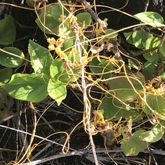 Cuscuta sandwichiana