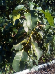Metopium brownei