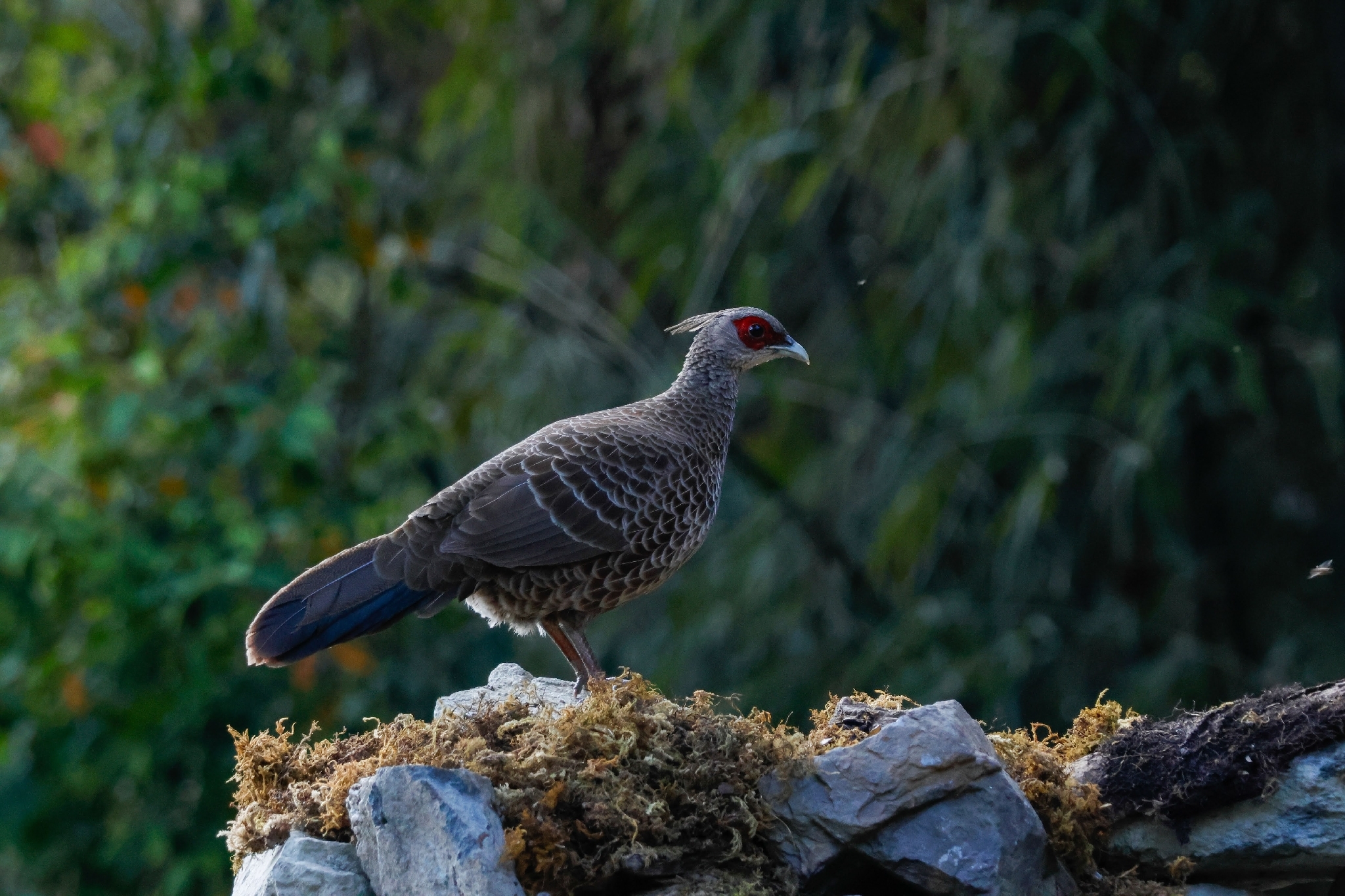 Kalij Pheasant (Lophura leucomelanos), photo 7