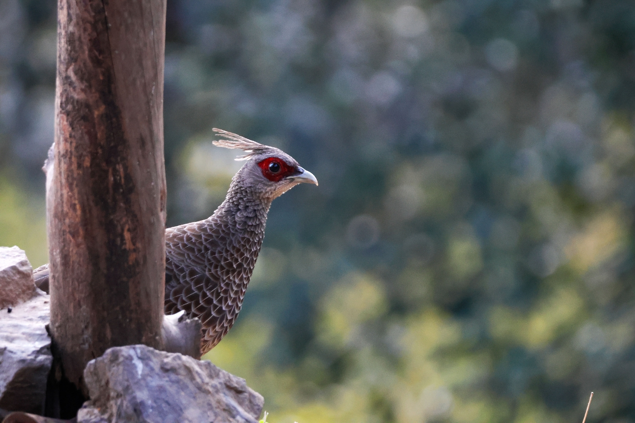 Kalij Pheasant (Lophura leucomelanos), photo 8