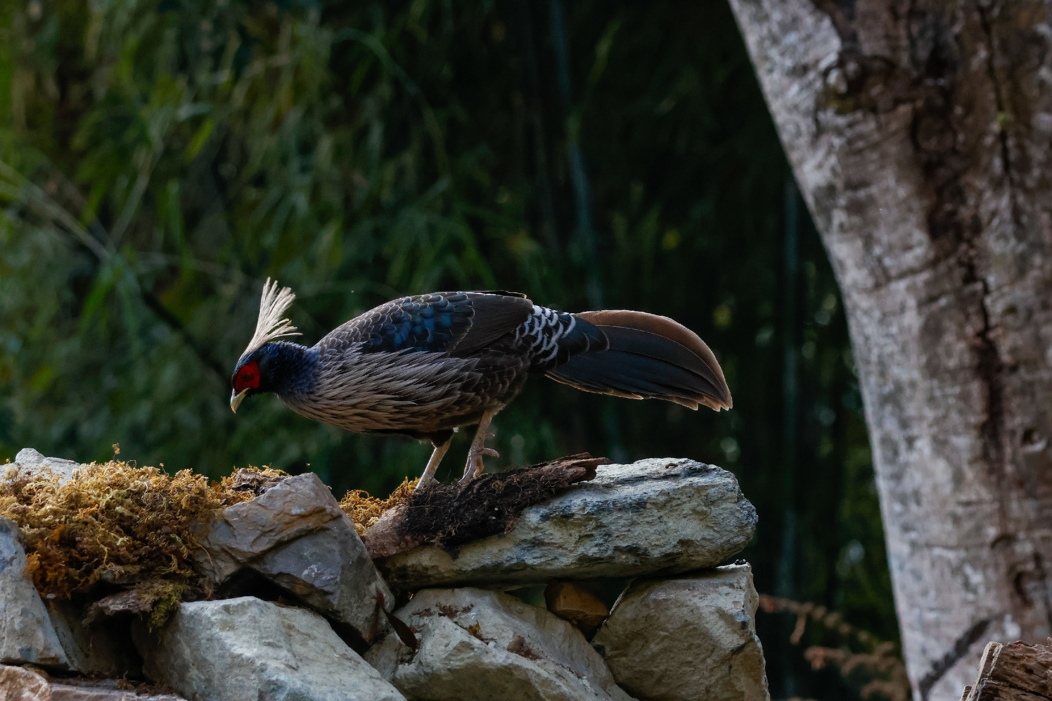 Kalij Pheasant (Lophura leucomelanos), photo 3