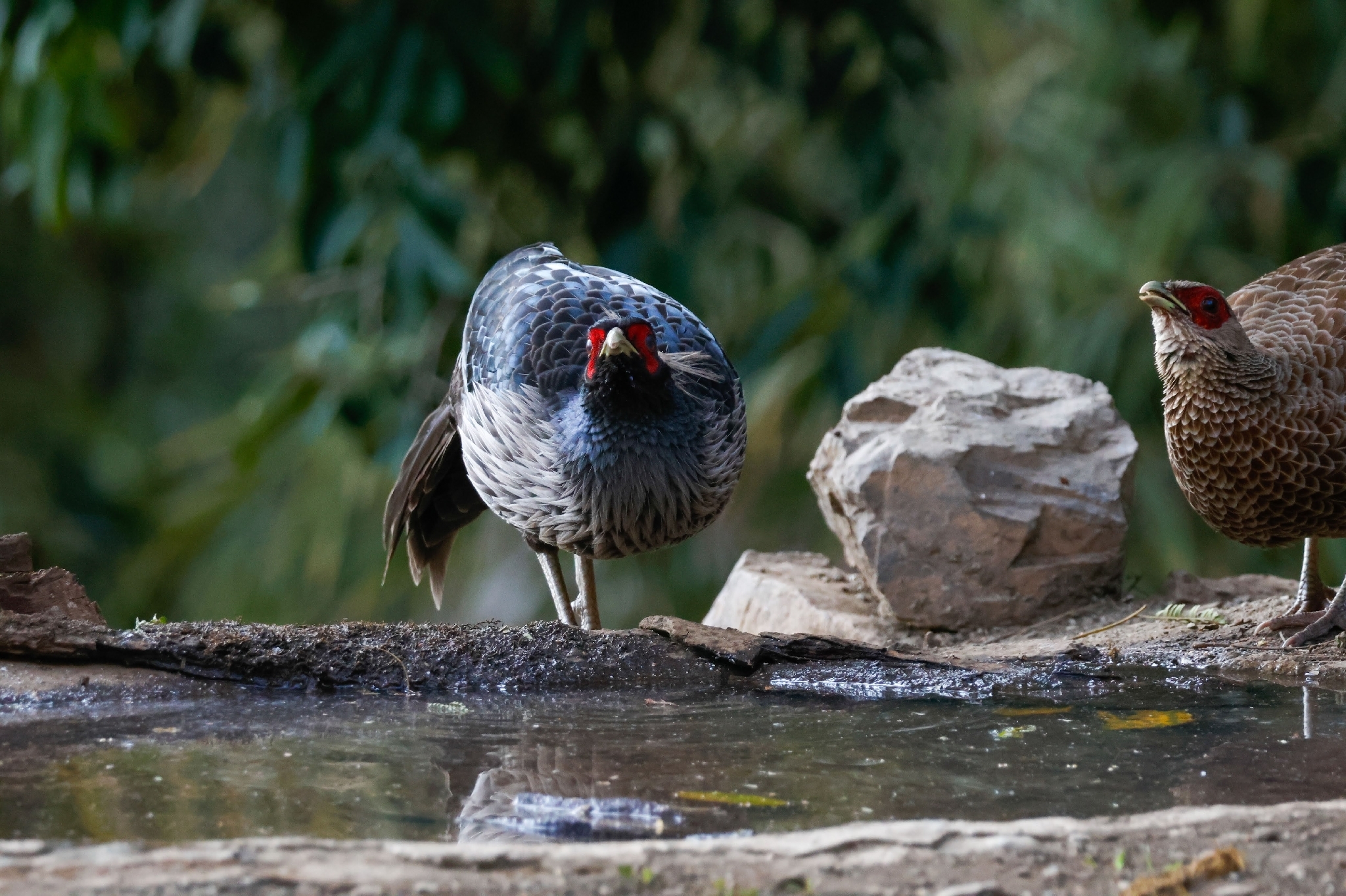 Kalij Pheasant (Lophura leucomelanos), photo 4