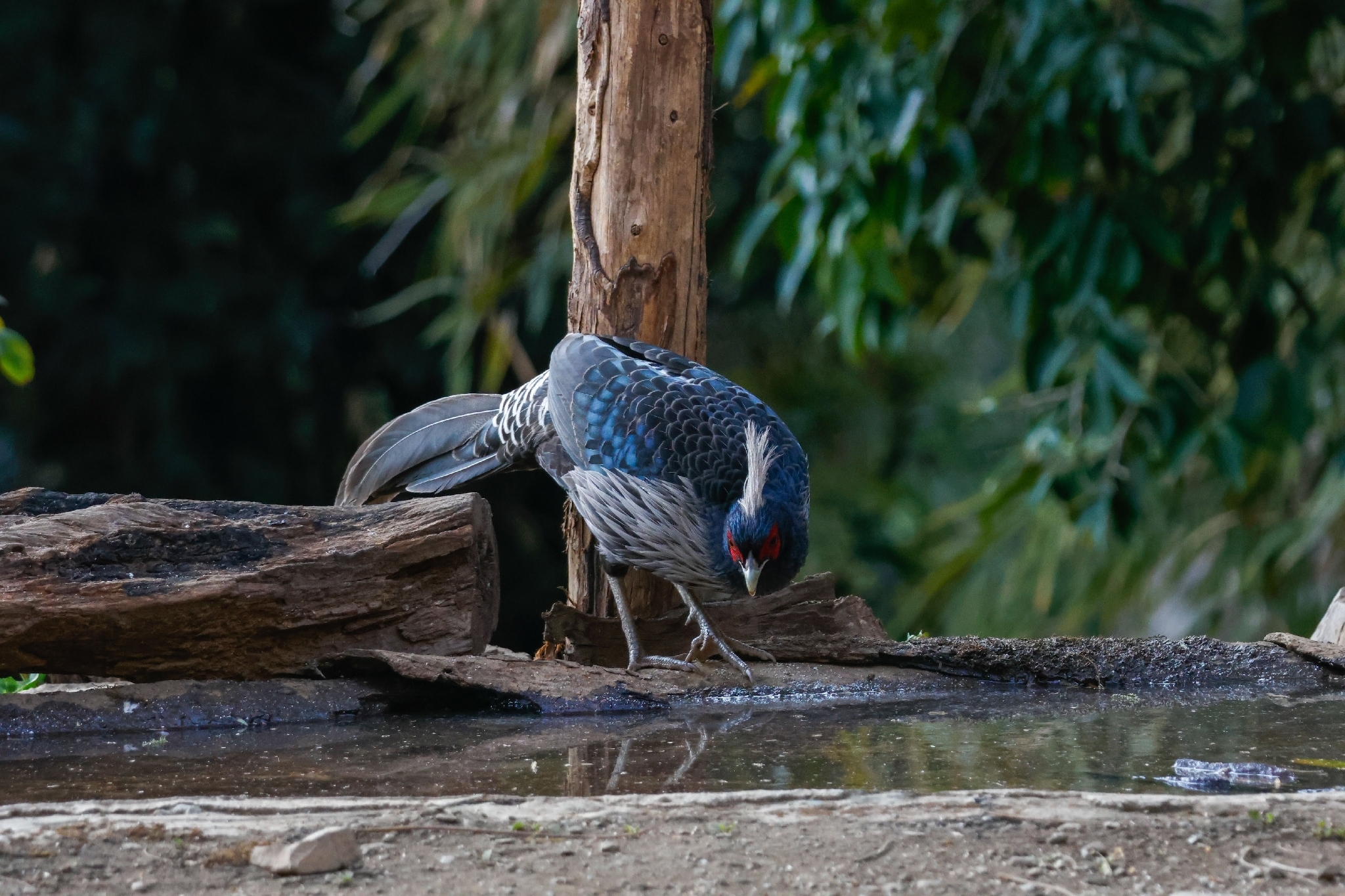 Kalij Pheasant (Lophura leucomelanos), photo 5