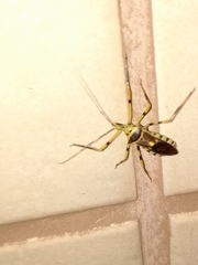 Zelus armillatus