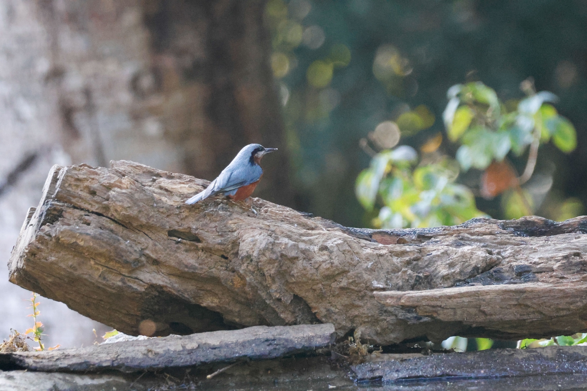Chestnut-bellied Nuthatch (Sitta cinnamoventris), photo 7