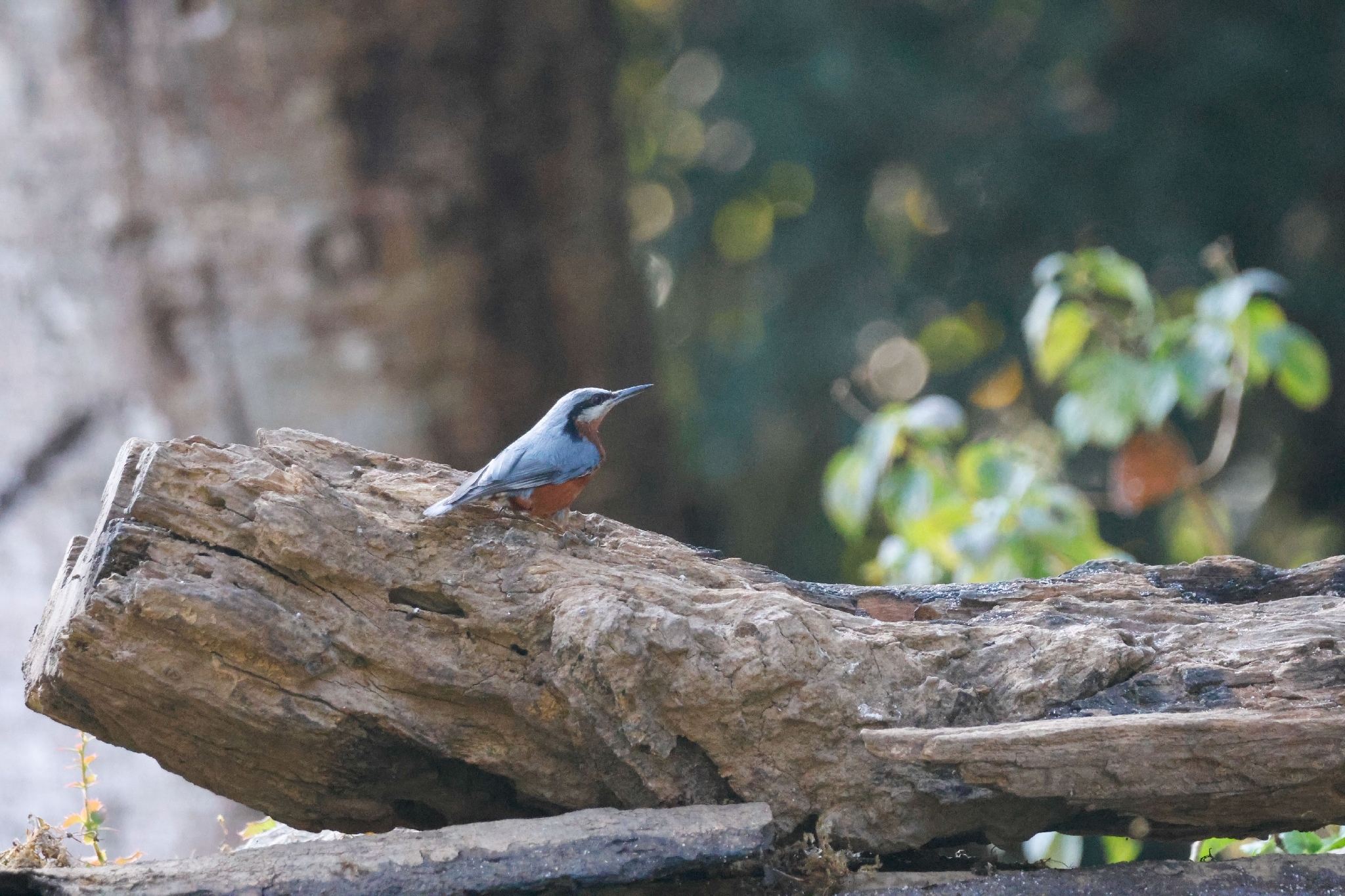 Chestnut-bellied Nuthatch (Sitta cinnamoventris), photo 8
