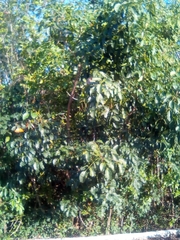 Metopium brownei