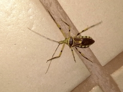 Zelus armillatus