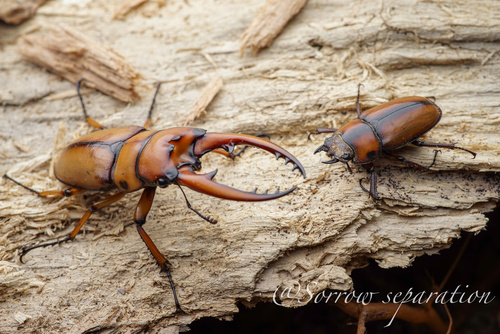 Prosopocoilus astacoides blanchardi