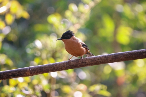 Rufous Sibia (Heterophasia capistrata), photo 5