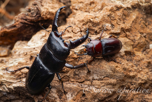Serrognathus titanus platymelus