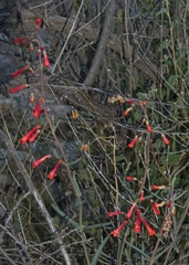 Penstemon subulatus