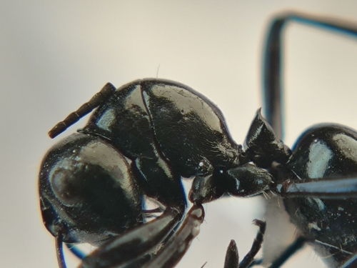 Polyrhachis burmanensisPolyrhachis burmanensis