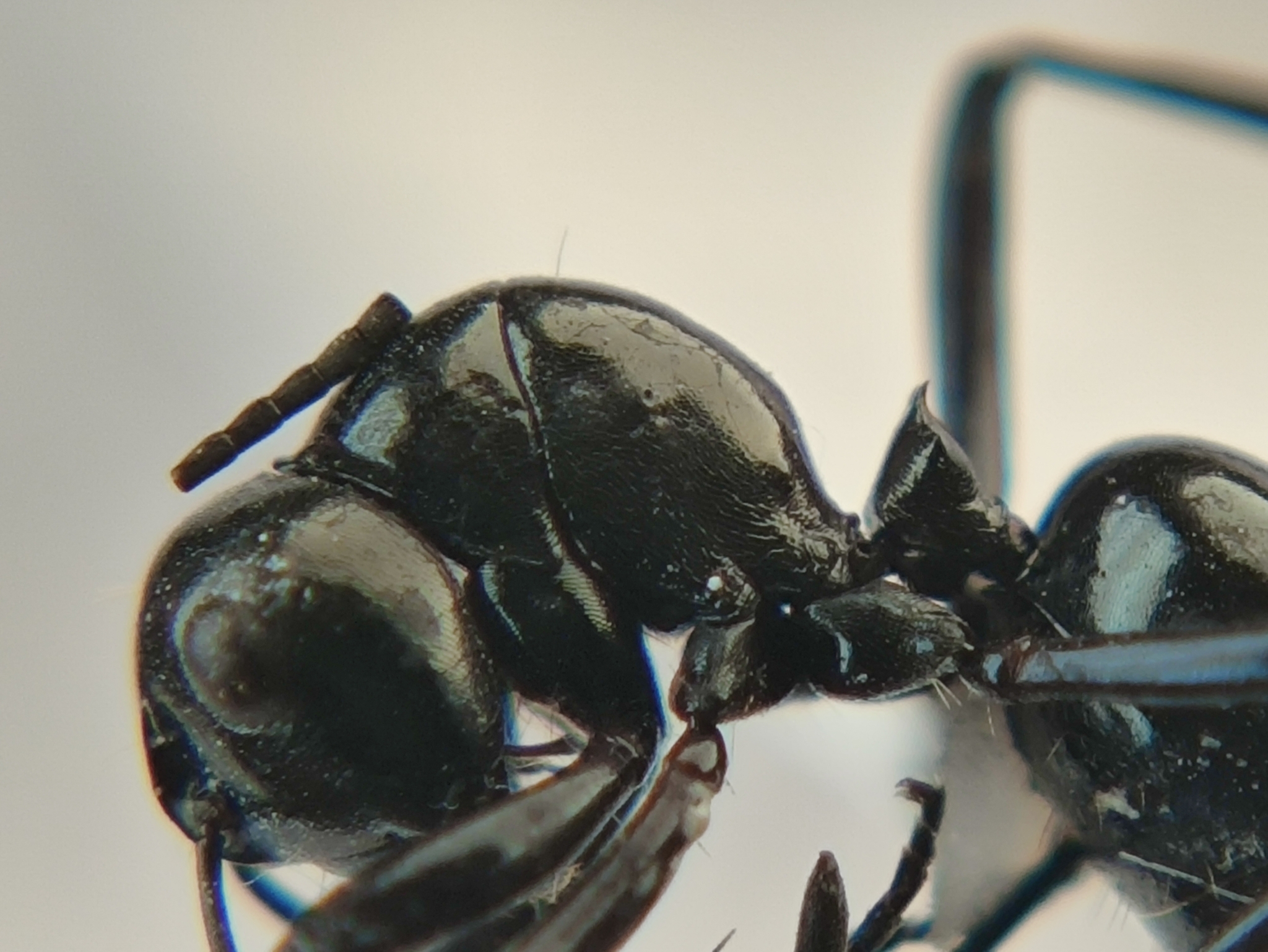 Polyrhachis burmanensis