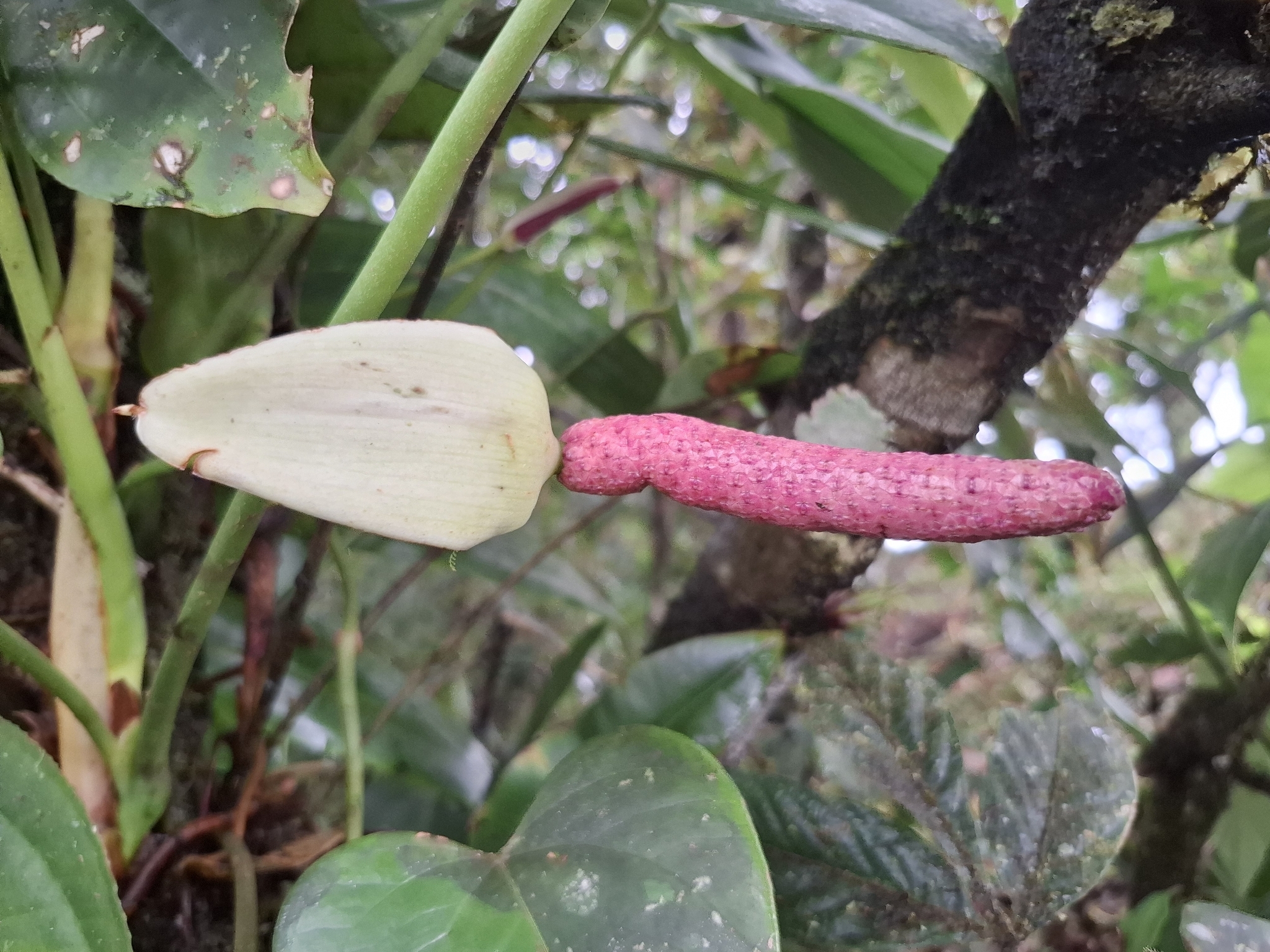 Anthurium roseospadix Croat