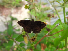 Nisoniades bromias
