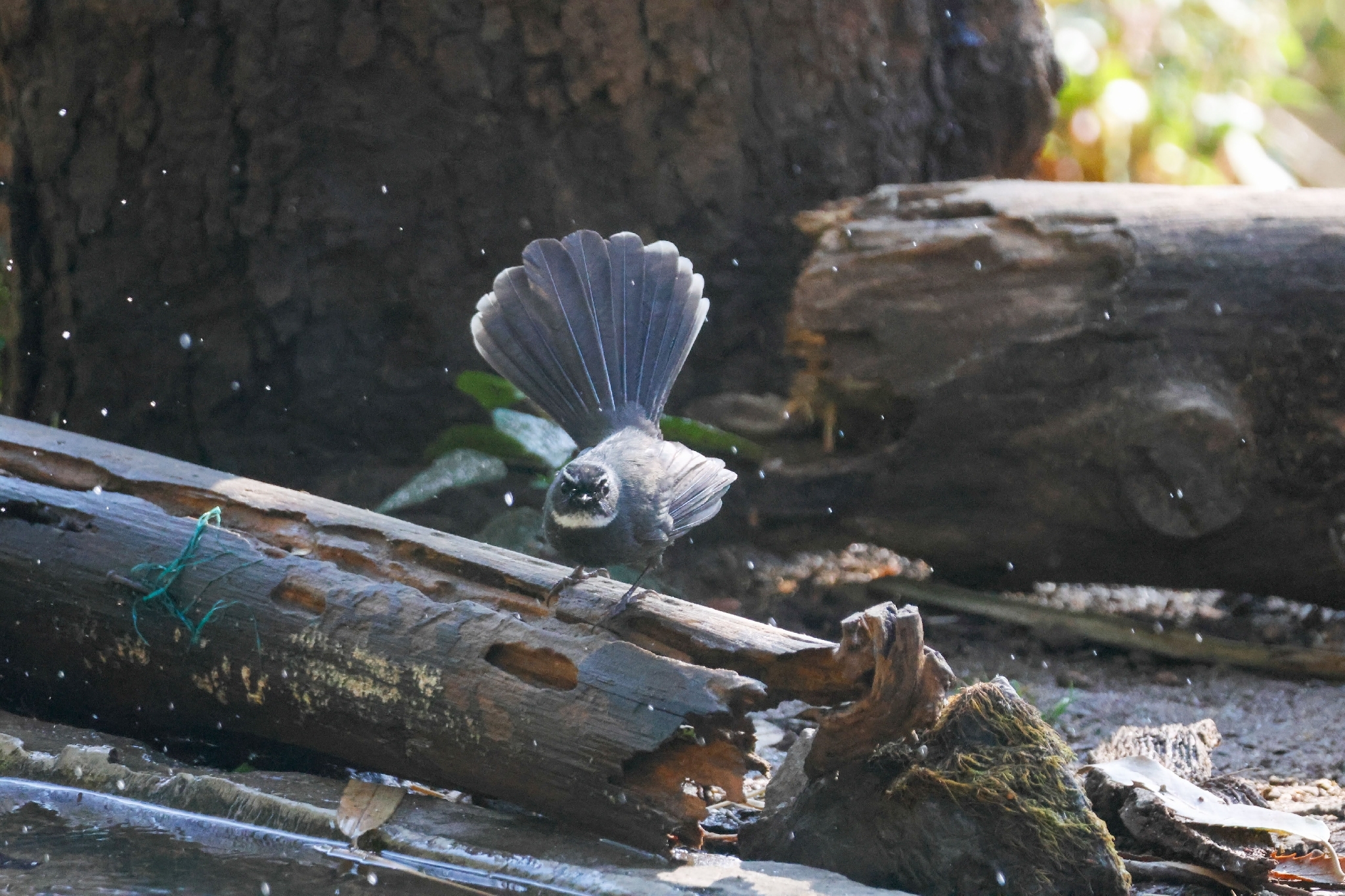 White-throated Fantail (Rhipidura albicollis), photo 3