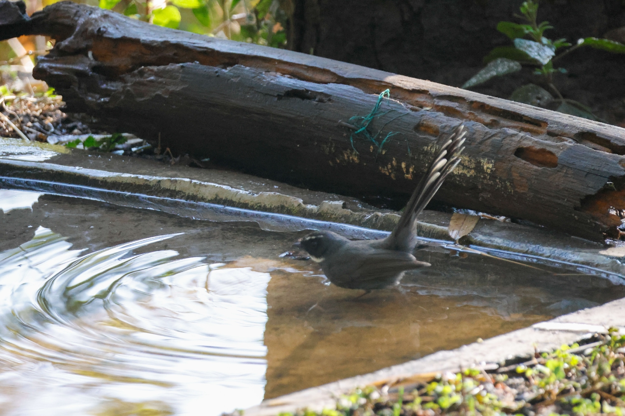 White-throated Fantail (Rhipidura albicollis), photo 4