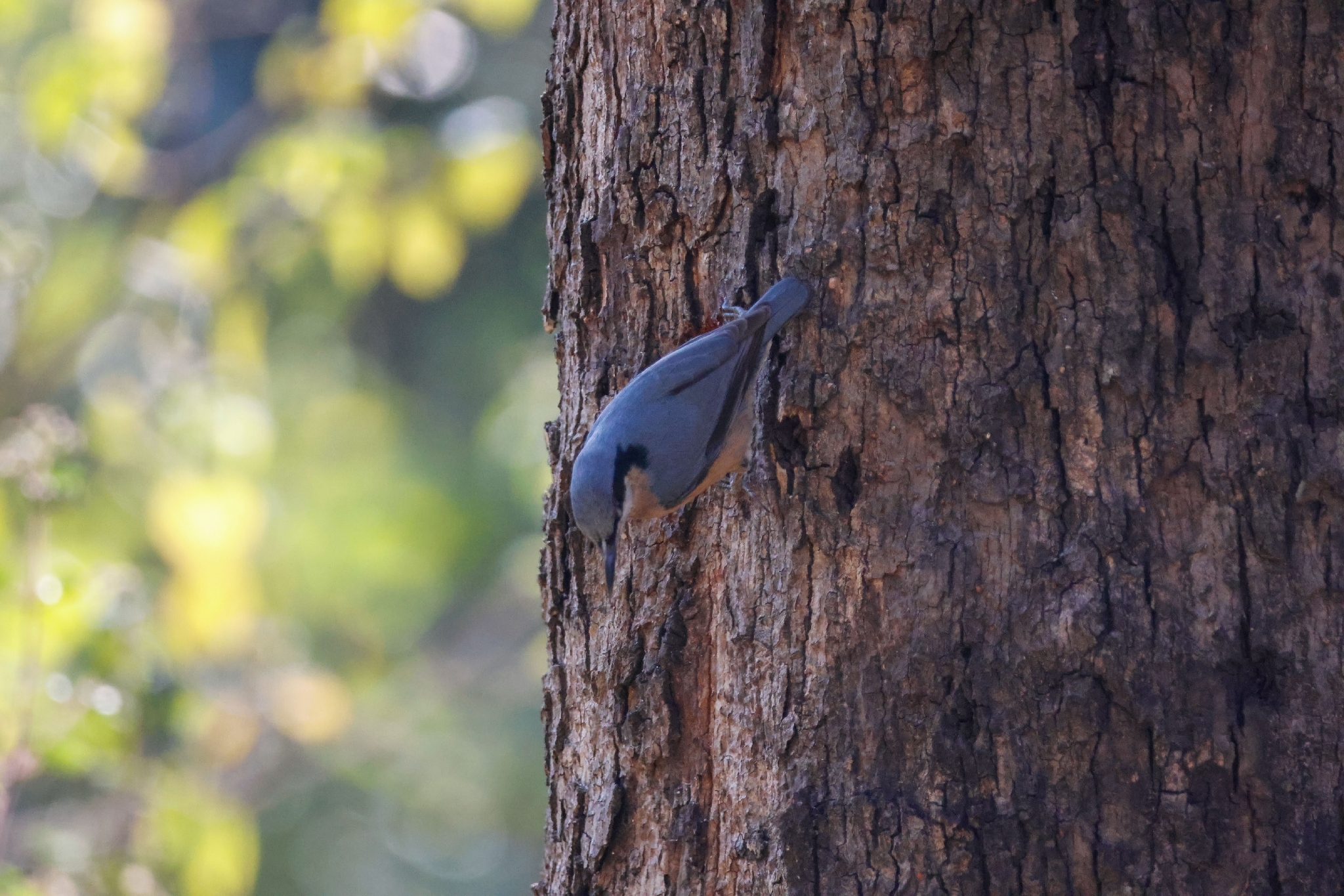 Chestnut-bellied Nuthatch (Sitta cinnamoventris), photo 1