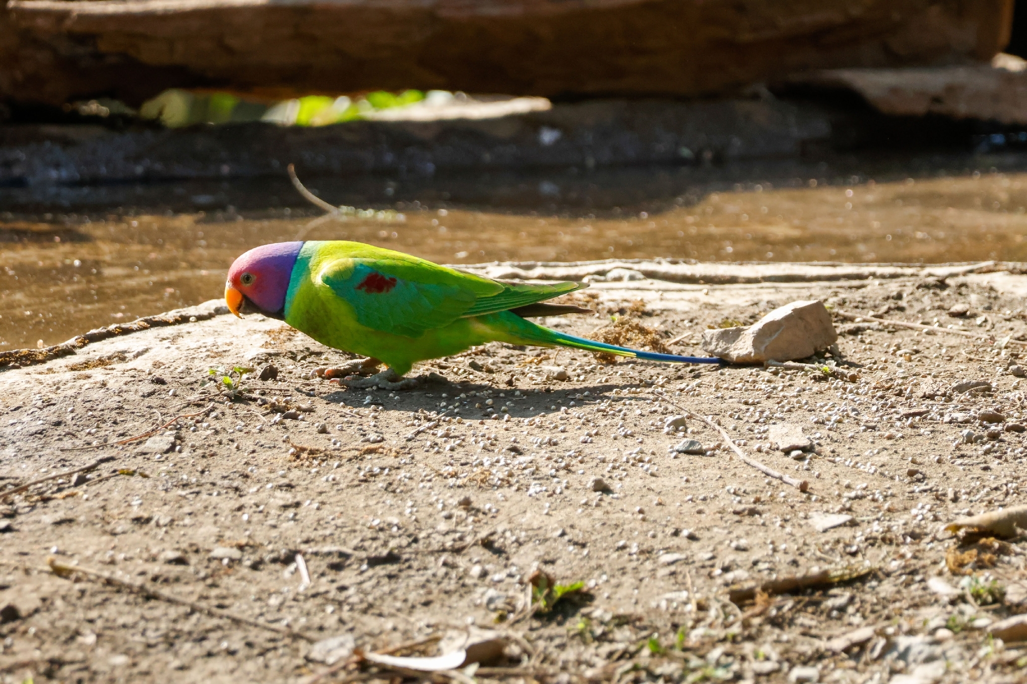 Plum-headed Parakeet (Psittacula cyanocephala), photo 9