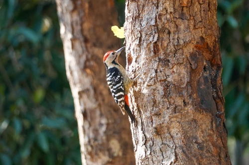 Fulvous-breasted Woodpecker (Dendrocopos macei)